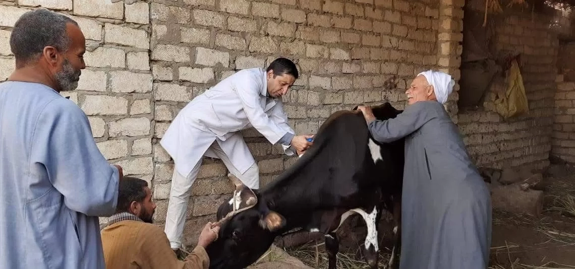 تحصين أكثر من 68 ألف رأس ماشية ضمن الحملة القومية ضد الحمى القلاعية بالمنيا 26 - جريدة المساء