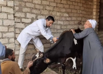 تحصين أكثر من 68 ألف رأس ماشية ضمن الحملة القومية ضد الحمى القلاعية بالمنيا 21 - جريدة المساء