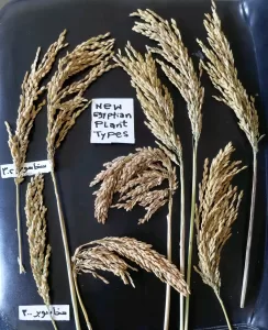 د.الموافي: برامج وطنية مكثفة لتطوير إنتاج أصناف "الأرز السوبر" 23 - جريدة المساء