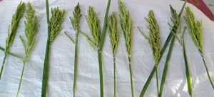 د.الموافي: برامج وطنية مكثفة لتطوير إنتاج أصناف "الأرز السوبر" 19 - جريدة المساء