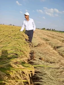 د.الموافي: برامج وطنية مكثفة لتطوير إنتاج أصناف "الأرز السوبر" 21 - جريدة المساء