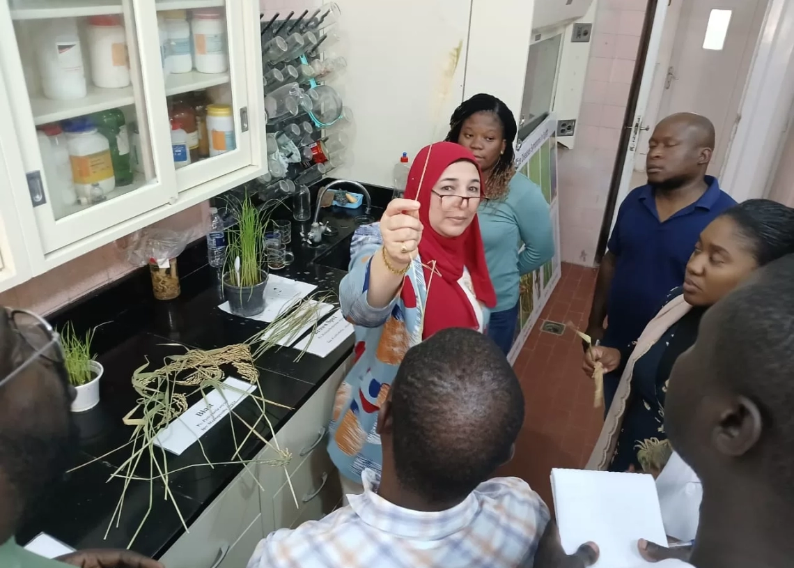 محافظ كفرالشيخ يؤكد الانتهاء من تدريب وفد من 10 دول إفريقية على تقنيات تحسين تقاوي الأرز بمركز البحوث الزراعية بسخا 19 - جريدة المساء