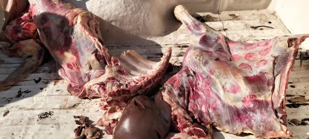 ضبط 55 كجم لحوم بلدية غير صالحة للاستهلاك الآدمي.. ببركة السبع 21 - جريدة المساء