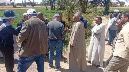 «ذهبٌ أخضر من رماد الحقول».. كيف حولت قرى قنا المخلفات الزراعية إلى ثروة بيئية واقتصادية؟ 73 - جريدة المساء