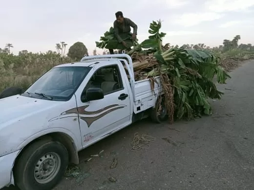 «ذهبٌ أخضر من رماد الحقول».. كيف حولت قرى قنا المخلفات الزراعية إلى ثروة بيئية واقتصادية؟ 55 - جريدة المساء