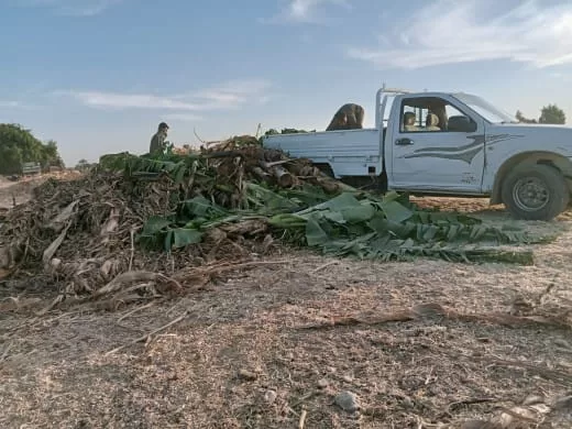 «ذهبٌ أخضر من رماد الحقول».. كيف حولت قرى قنا المخلفات الزراعية إلى ثروة بيئية واقتصادية؟ 63 - جريدة المساء