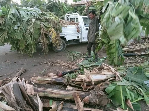 «ذهبٌ أخضر من رماد الحقول».. كيف حولت قرى قنا المخلفات الزراعية إلى ثروة بيئية واقتصادية؟ 21 - جريدة المساء