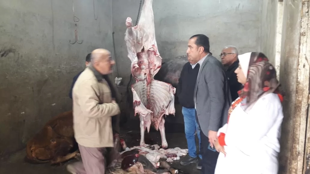 ضبط بهائم مريضة ومذبوحة خارج المجازر بمنوف ..والمحافظ أحال الواقعة للنيابة 19 - جريدة المساء