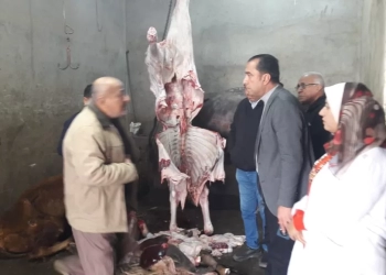 ضبط بهائم مريضة ومذبوحة خارج المجازر بمنوف ..والمحافظ أحال الواقعة للنيابة 28 - جريدة المساء ضبط بهائم مريضة ومذبوحة خارج المجازر بمنوف ..والمحافظ أحال الواقعة للنيابة 27 - جريدة المساء