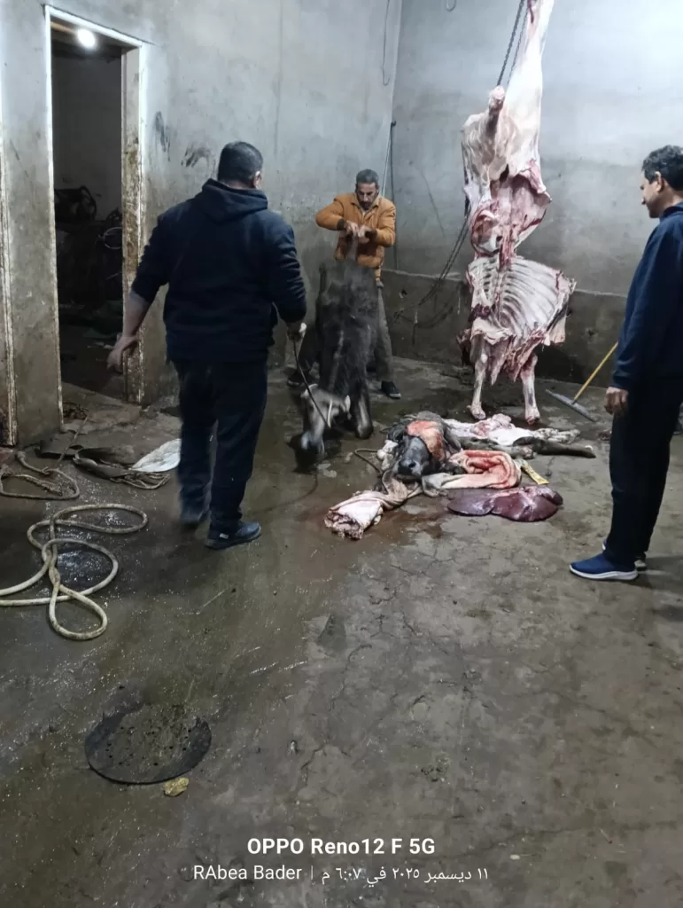 ضبط بهائم مريضة ومذبوحة خارج المجازر بمنوف ..والمحافظ أحال الواقعة للنيابة 21 - جريدة المساء