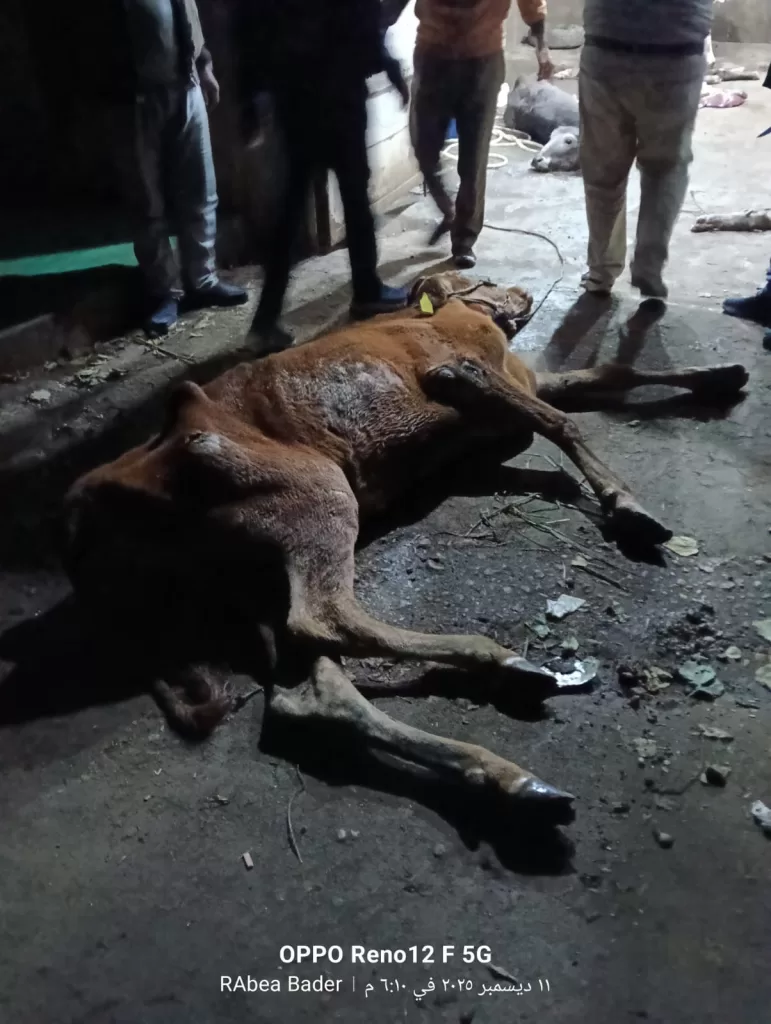 ضبط بهائم مريضة ومذبوحة خارج المجازر بمنوف ..والمحافظ أحال الواقعة للنيابة 23 - جريدة المساء