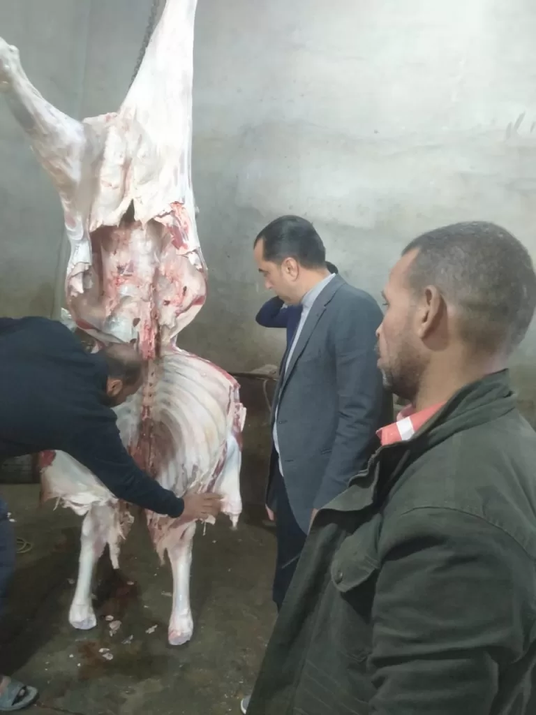 ضبط بهائم مريضة ومذبوحة خارج المجازر بمنوف ..والمحافظ أحال الواقعة للنيابة 25 - جريدة المساء