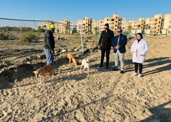 محافظ الدقهلية: شلتر لايواء الكلاب الحرة واطعامها بجمصه 16 - جريدة المساء