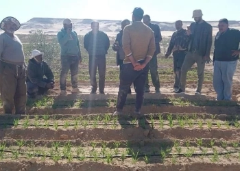 بحوث الصحراء" يعزز الدعم الميداني للمزارعين بسيناء.. 27 - جريدة المساء