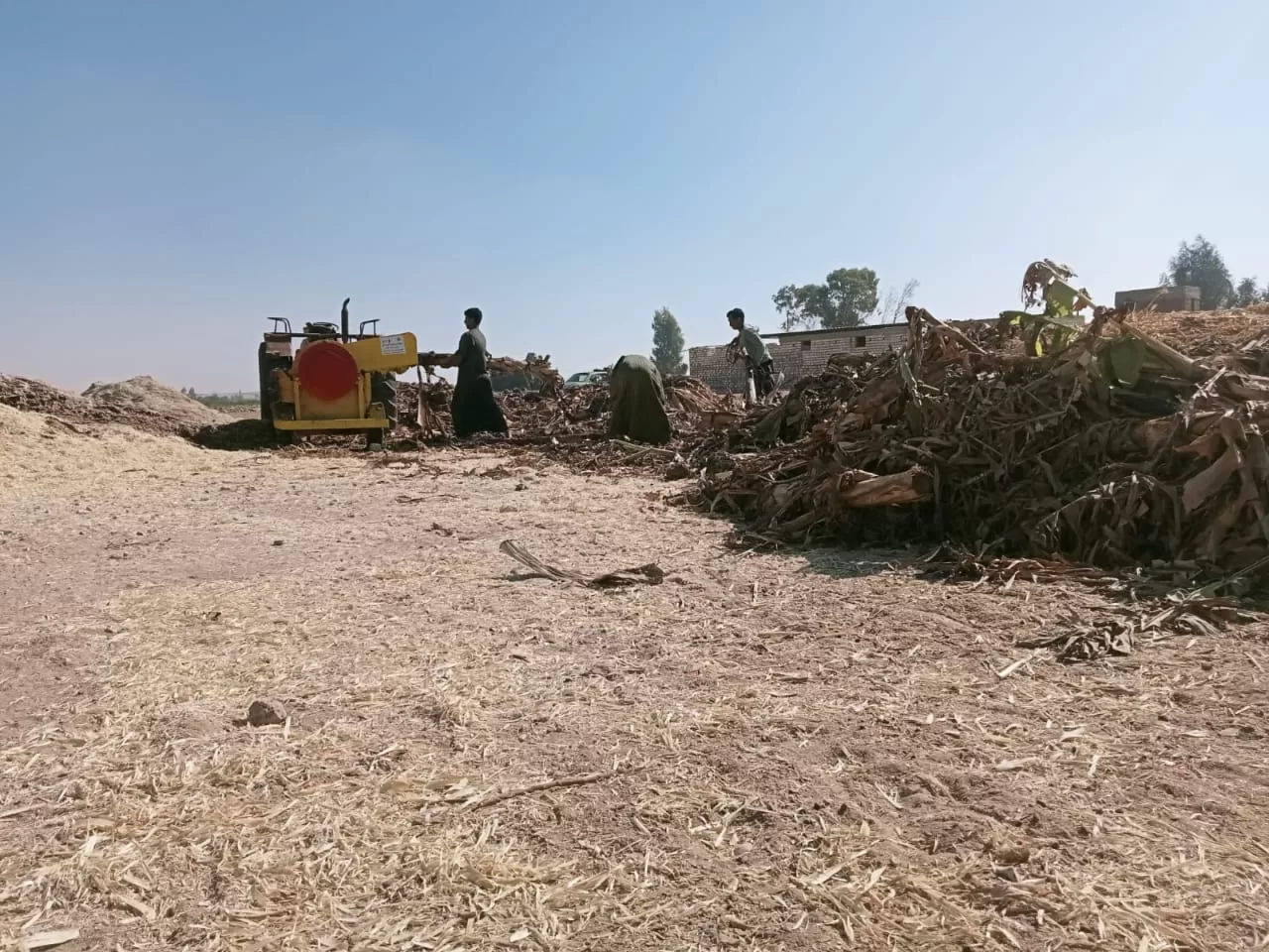 «ذهبٌ أخضر من رماد الحقول».. كيف حولت قرى قنا المخلفات الزراعية إلى ثروة بيئية واقتصادية؟ 95 - جريدة المساء