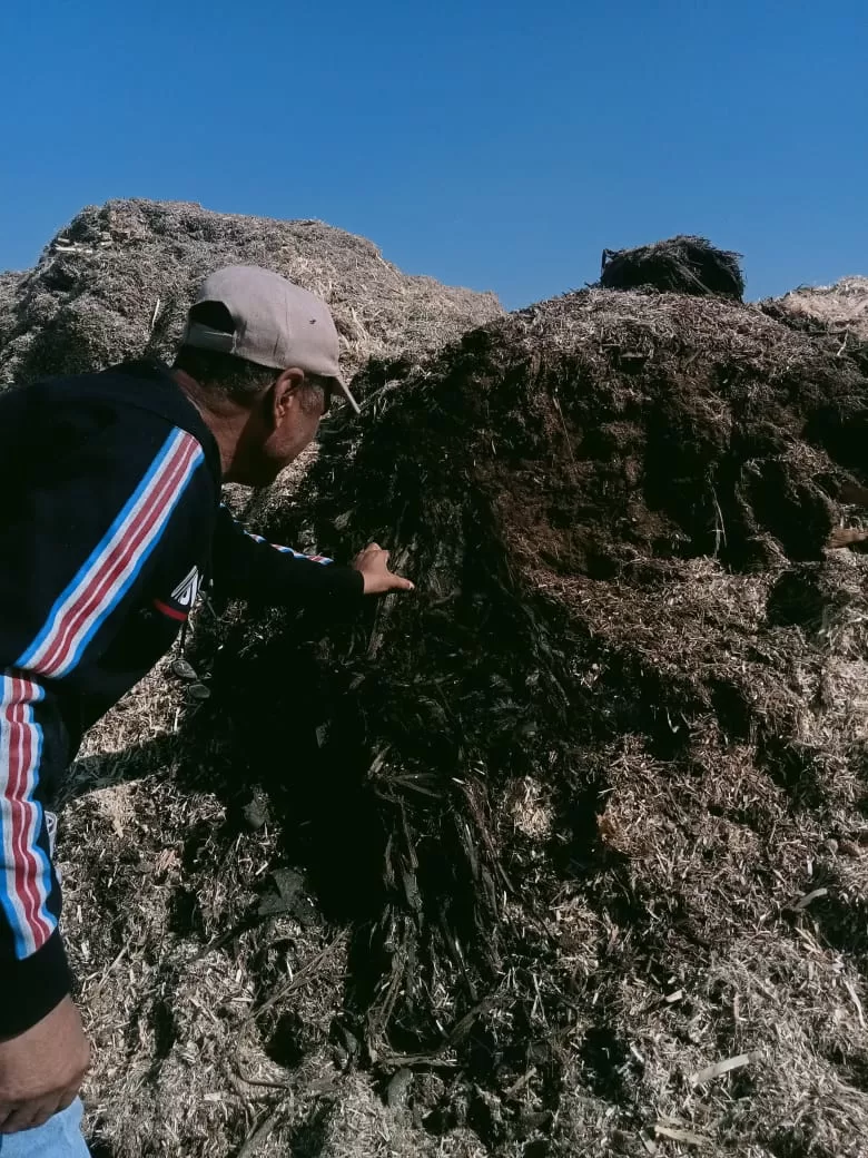 «ذهبٌ أخضر من رماد الحقول».. كيف حولت قرى قنا المخلفات الزراعية إلى ثروة بيئية واقتصادية؟ 49 - جريدة المساء