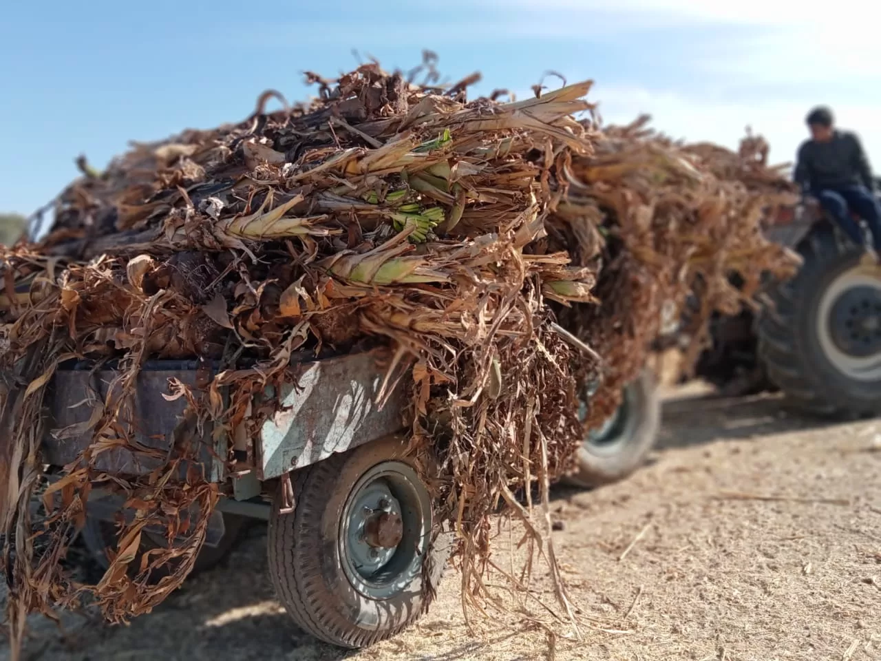 «ذهبٌ أخضر من رماد الحقول».. كيف حولت قرى قنا المخلفات الزراعية إلى ثروة بيئية واقتصادية؟ 85 - جريدة المساء