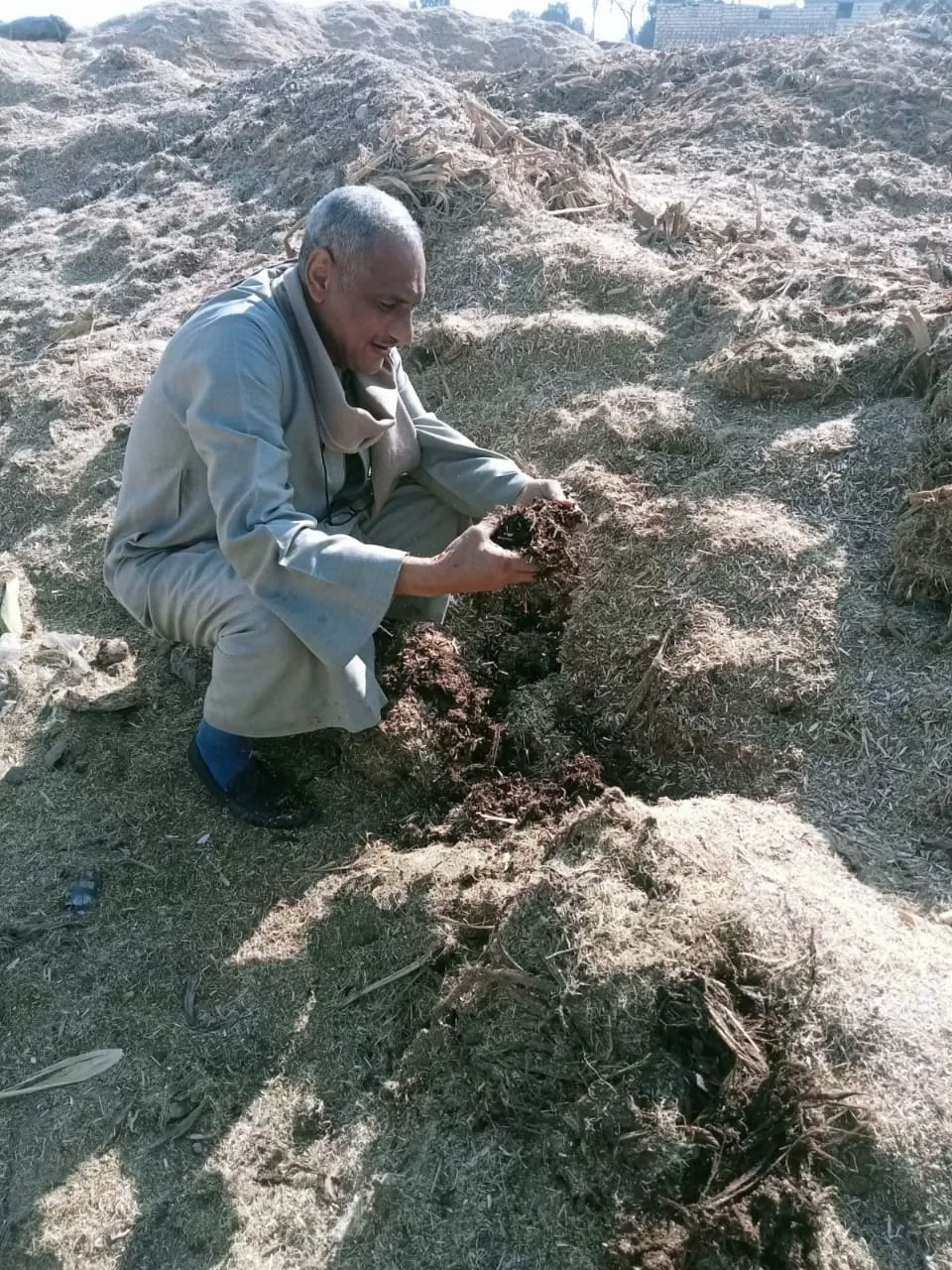 «ذهبٌ أخضر من رماد الحقول».. كيف حولت قرى قنا المخلفات الزراعية إلى ثروة بيئية واقتصادية؟ 43 - جريدة المساء
