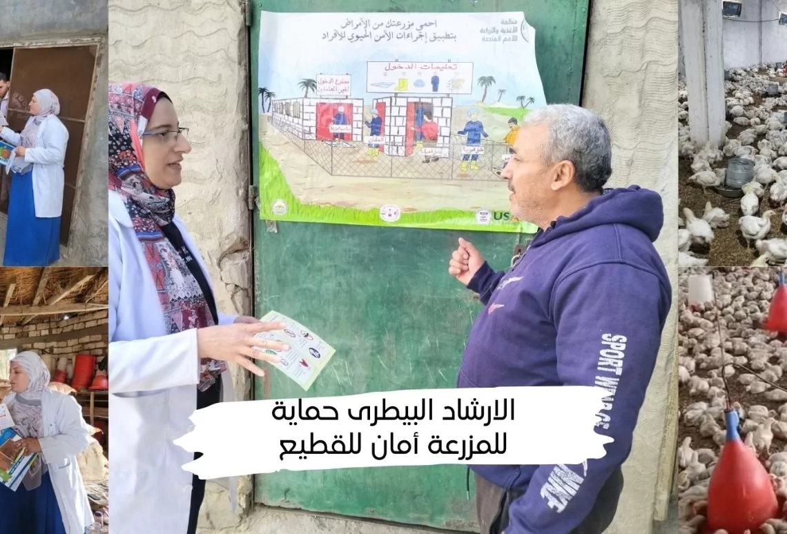"الزراعة" تنفذ أكثر من 8600 ندوة إرشادية بيطرية لدعم أكثر من 100 ألف مربي خلال نوفمبر 19 - جريدة المساء