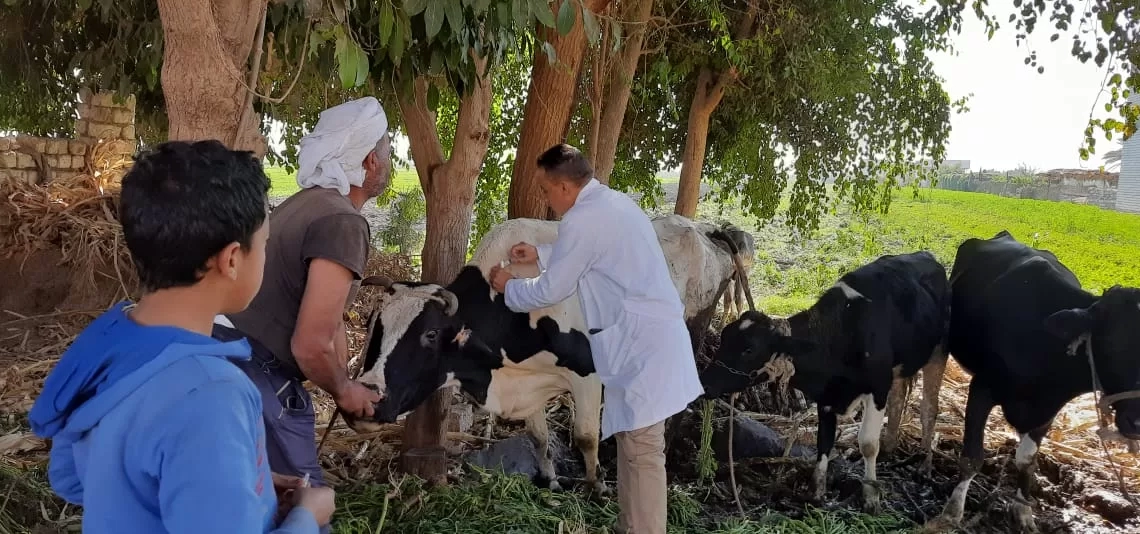 تحصين شامل للماشية وضبط 200 كجم لحوم فاسدة 17 - جريدة المساء