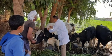 تحصين شامل للماشية وضبط 200 كجم لحوم فاسدة 1 - جريدة المساء