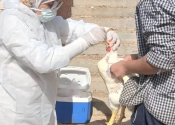 "الزراعة" تعلن تحصين أكثر من 1.35 مليون طائر خلال نوفمبر 26 - جريدة المساء "الزراعة" تعلن تحصين أكثر من 1.35 مليون طائر خلال نوفمبر 25 - جريدة المساء