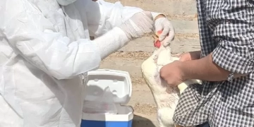 "الزراعة" تعلن تحصين أكثر من 1.35 مليون طائر خلال نوفمبر 1 - جريدة المساء