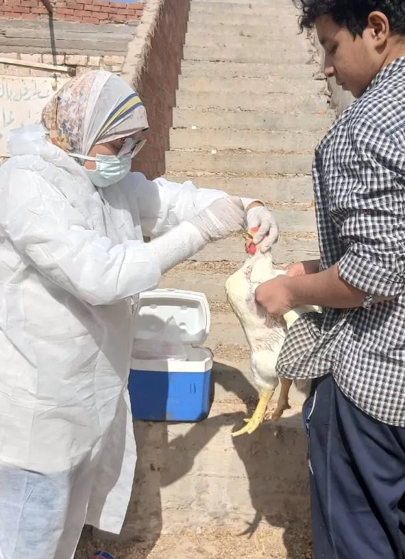 "الزراعة" تعلن تحصين أكثر من 1.35 مليون طائر خلال نوفمبر 19 - جريدة المساء