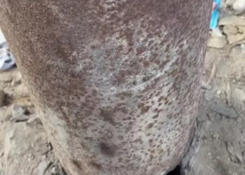 عامود كهرباء ديرب نجم ٠ ٠ خطر على المارة ! ! 32 - جريدة المساء عامود كهرباء ديرب نجم ٠ ٠ خطر على المارة ! ! 31 - جريدة المساء