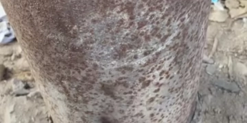 عامود كهرباء ديرب نجم ٠ ٠ خطر على المارة ! ! 1 - جريدة المساء