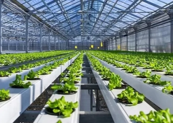 22 يناير 2026.. انطلاق فعاليات المؤتمر الدولي للهندسة الوراثية والزراعة الذكية 30 - جريدة المساء 22 يناير 2026.. انطلاق فعاليات المؤتمر الدولي للهندسة الوراثية والزراعة الذكية 29 - جريدة المساء