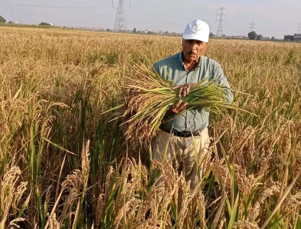 د.الموافي: برامج وطنية مكثفة لتطوير إنتاج أصناف "الأرز السوبر" 17 - جريدة المساء