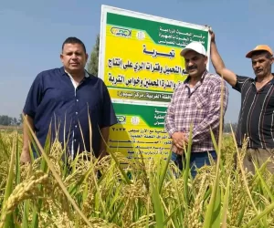 د.الموافي: برامج وطنية مكثفة لتطوير إنتاج أصناف "الأرز السوبر" 25 - جريدة المساء