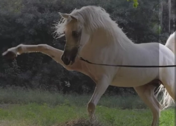 وزير الزراعة : يعلن اعادة فتح السوق الأردني امام صادرات مصر من الخيول العربية المصرية الاصلية 22 - جريدة المساء وزير الزراعة : يعلن اعادة فتح السوق الأردني امام صادرات مصر من الخيول العربية المصرية الاصلية 21 - جريدة المساء