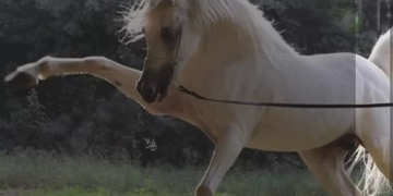 وزير الزراعة : يعلن اعادة فتح السوق الأردني امام صادرات مصر من الخيول العربية المصرية الاصلية 1 - جريدة المساء