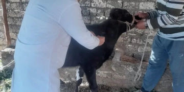 تحصين 239 ألف رأس ماشية ضد «الحمى القلاعية وحمى الوادي المتصدع» وحملات مكثفة لمتابعة الأسواق 1 - جريدة المساء