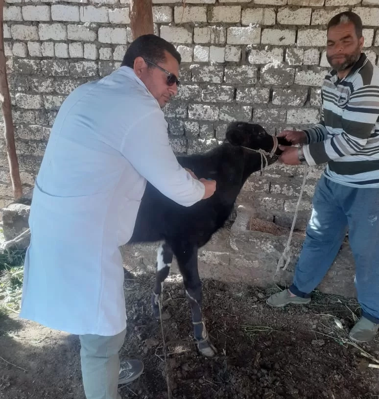 تحصين 239 ألف رأس ماشية ضد «الحمى القلاعية وحمى الوادي المتصدع» وحملات مكثفة لمتابعة الأسواق 18 - جريدة المساء