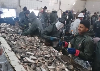 المدير التنفيذي لجهاز حماية وتنمية البحيرات والثروة السمكية يتابع أعمال الحصاد بمزرعة المنزلة السمكية 27 - جريدة المساء