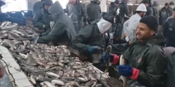 المدير التنفيذي لجهاز حماية وتنمية البحيرات والثروة السمكية يتابع أعمال الحصاد بمزرعة المنزلة السمكية 1 - جريدة المساء