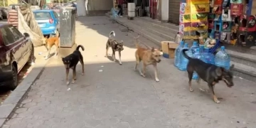 بالأسماء والعناوين.. 32 مركزًا بالجيزة للحالات المصابة بعقر الكلاب الضالة 1 - جريدة المساء