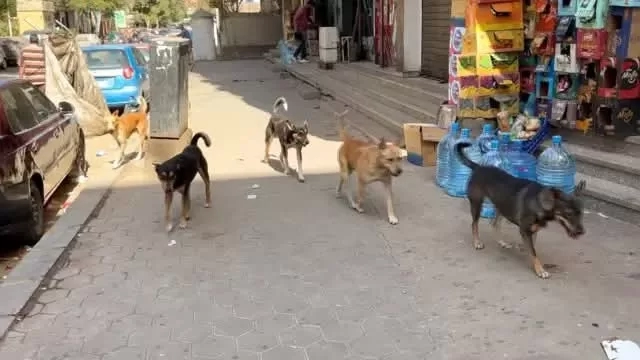 بالأسماء والعناوين.. 32 مركزًا بالجيزة للحالات المصابة بعقر الكلاب الضالة 19 - جريدة المساء