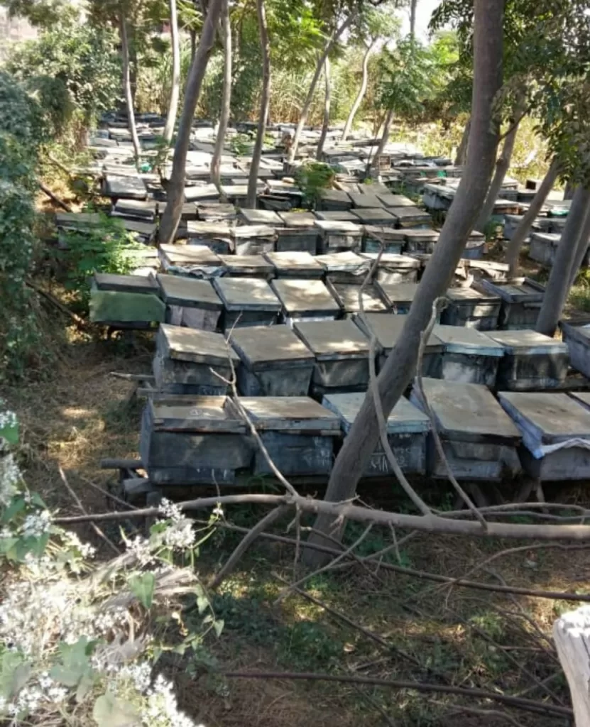 5 ملايين جنيه لتمويل 336 مشروعاً اقتصاديا..بالمنوفية 23 - جريدة المساء