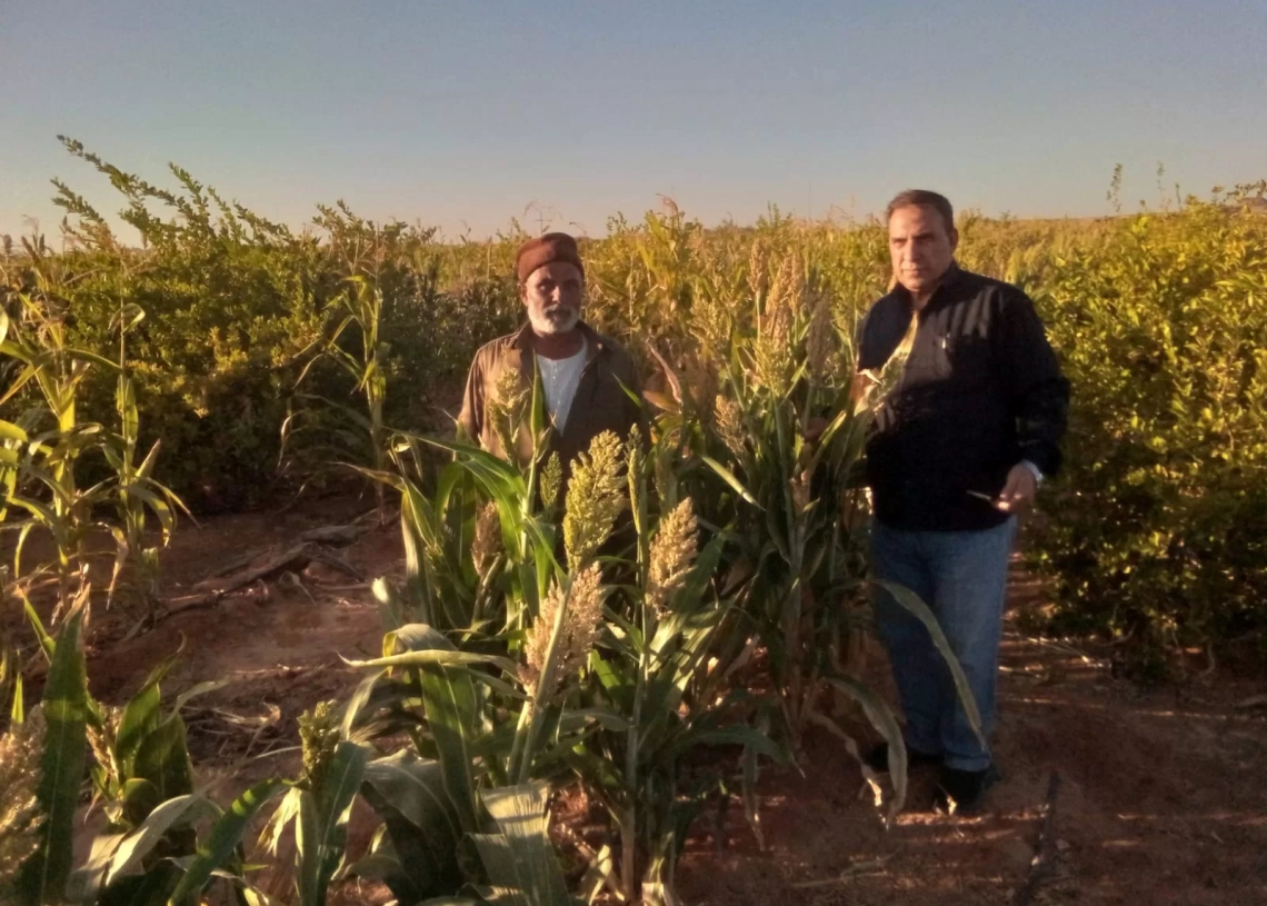 بحوث الصحراء ينجح في زراعة "الذرة الرفيعة" بتوشكى 19 - جريدة المساء