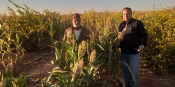 بحوث الصحراء ينجح في زراعة "الذرة الرفيعة" بتوشكى 1 - جريدة المساء