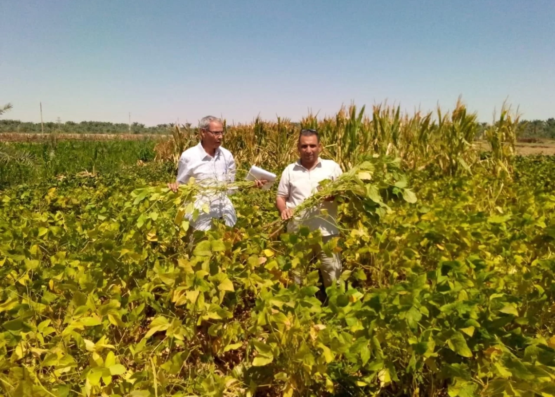"بحوث الصحراء" ينفذ تجربة بحثية ناجحة لزراعة فول الصويا بالوادي الجديد 20 - جريدة المساء "بحوث الصحراء" ينفذ تجربة بحثية ناجحة لزراعة فول الصويا بالوادي الجديد 19 - جريدة المساء