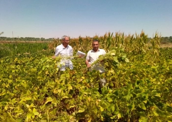 "بحوث الصحراء" ينفذ تجربة بحثية ناجحة لزراعة فول الصويا بالوادي الجديد لدعم للمحاصيل الزيتية والعلفية 25 - جريدة المساء "بحوث الصحراء" ينفذ تجربة بحثية ناجحة لزراعة فول الصويا بالوادي الجديد لدعم للمحاصيل الزيتية والعلفية 24 - جريدة المساء