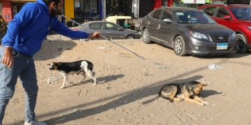 "الزراعة" تبدأ المرحلة الميدانية لتعقيم وتحصين الكلاب الحرة 1 - جريدة المساء