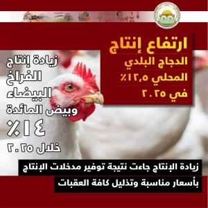 الزراعة: ليس هناك مبرر لارتفاع أسعار الكتاكيت في الأسواق .. 21 - جريدة المساء