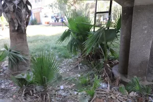 اللواء كدواني يتابع تطوير الميادين والحدائق لتحسين جودة الحياة بالمنيا 29 - جريدة المساء