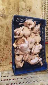 ضبط 75 طن مصنعات لحوم ودواجن فاسدة خلال شهر في الجيزة 21 - جريدة المساء